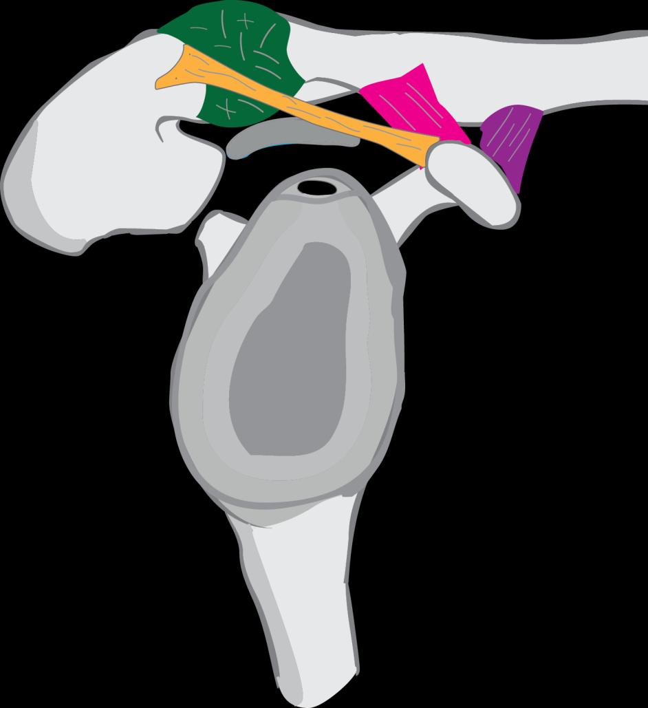 Articulatio acromioclavicularis (AC) 6 Vazy: 6.1 Ligamentum acromioclaviculare 6.