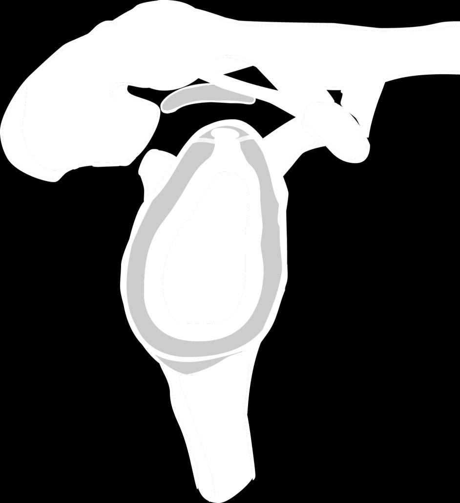 3.2 Ligamentum conoideum 7 Pohyby: všemi směry v malém rozsahu 8 Střední poloha: odpovídá