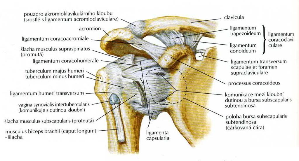 Articulatio acromioclavicularis (AC) Netter, F. H.