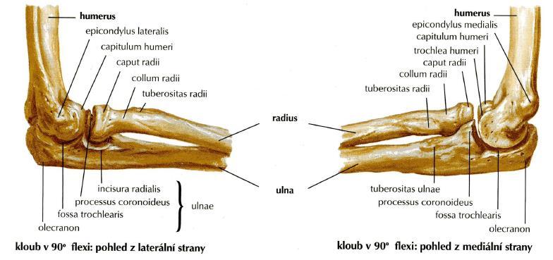 Articulatio cubiti Netter, F. H.