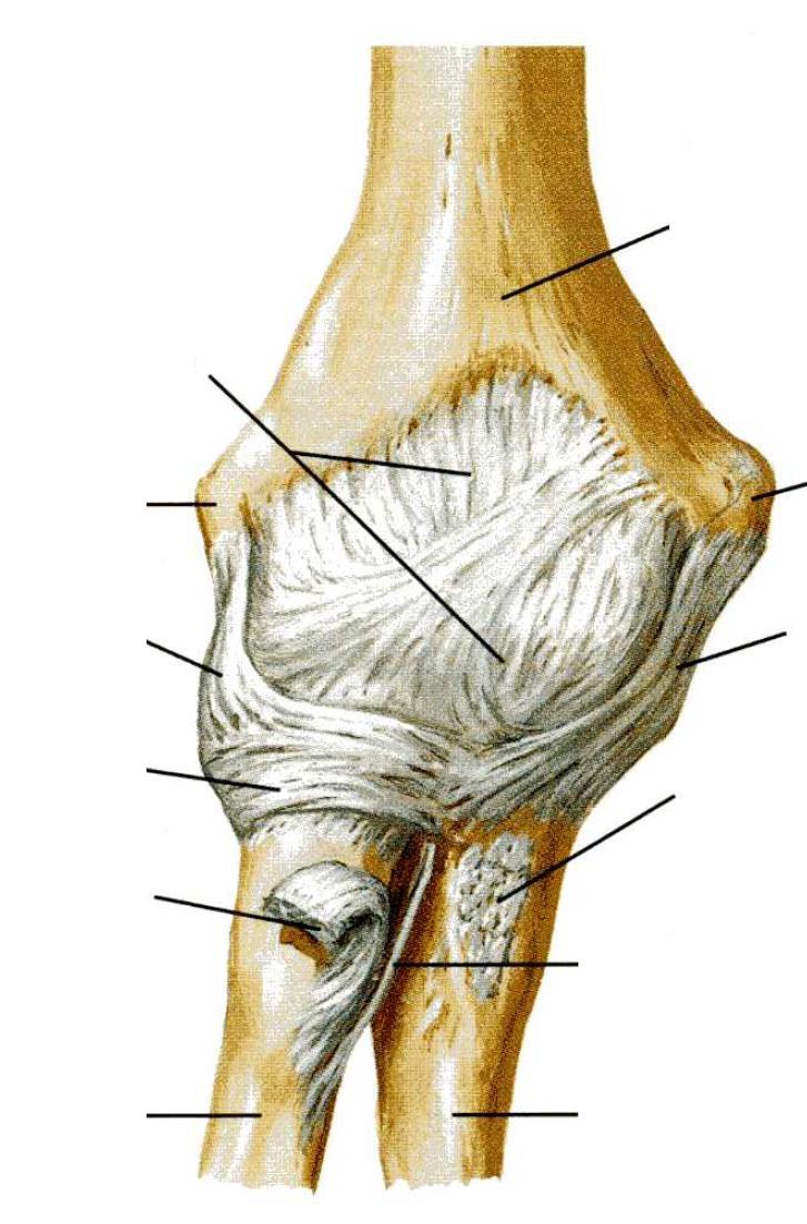 4 Kloubní pouzdro: (složitější průběh) 4.1 Recessus sacciformis 5 Vazy: 5.1 Ligamentum collaterale ulnare 5.2 Ligamentum collaterale radiale 5.3 Ligamentum anulare radii 6 Zařízení: 6.