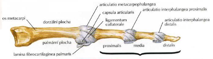 : Netterův anatomický