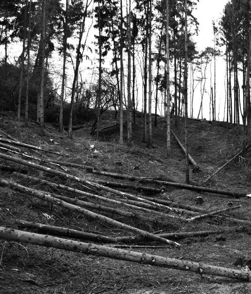 Záměr rekonstrukce lokálního biocentra Nad Sovínem Cílem projektu je obnova ploch původního odumřelého smrkového porostu, který byl napaden lýkožroutem.