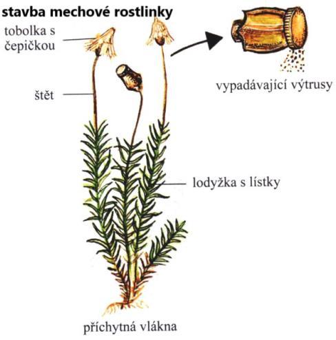 terčovka bublinatá, dutohlávka sobí,