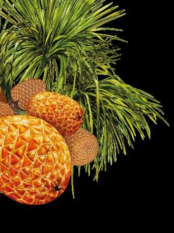 Navíc obsahuje flavonoidy, které pomáhají jeho vstřebávání do těla. Toto má obrovský význam pro lidské zdraví a imunitu.