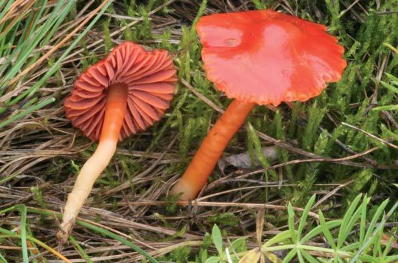 H. Ševčíková: Gliophorus sciophanus voskovka cihlová Voskovka cihlová Gliophorus sciophanus, s