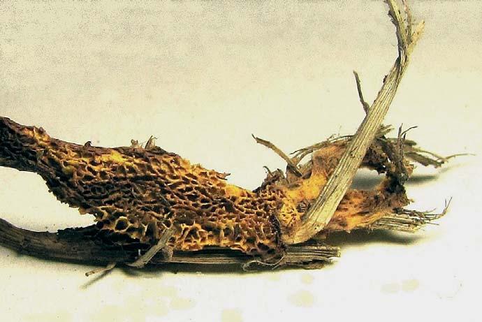 Obr. 1.