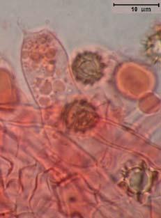 Lindtneria pterospora,