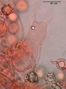 2.  Lindtneria pterospora;