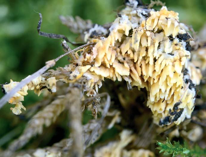 S. Valda: První nález lindtnerovky křídlatovýtrusé Lindtneria pterospora v ČR Všechny podstatné morfologické znaky plodnice z Hvožďanské louky, včetně velikosti a tvaru výtrusů, však velmi dobře