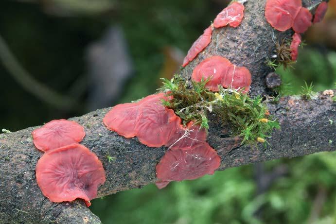 T. Tejklová: Z 18. setkání mladých mykologů hygrophilum (HR), H. mesophaeum, Hygrocybe insipida (herb. M. Vašutová), H. mucronella (herb. S. Valda), H.