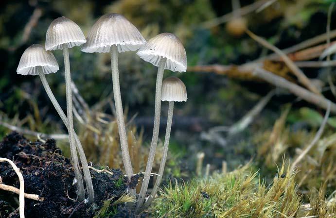 perforans, Hebeloma velutipes (herb. R. Maňák), Hygrophoropsis pallida, Hypoderma cf. rubi (herb. R. Maňák), Inocybe geophylla, Laccaria laccata agg., Lactarius blennius, L. flexuosus (HR), L.