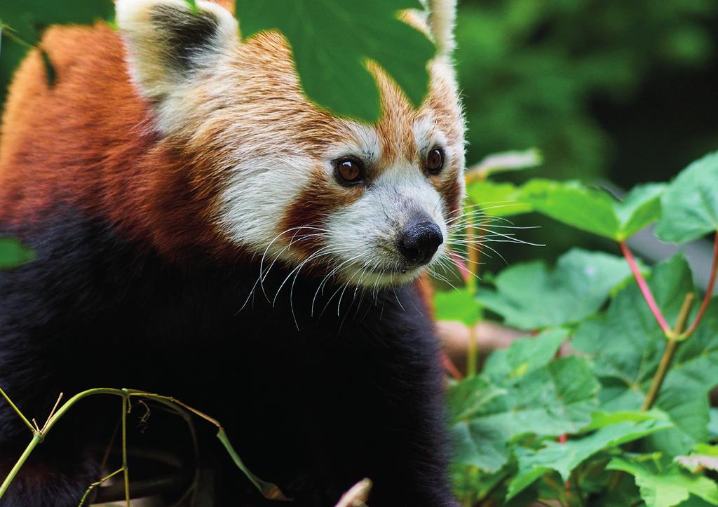 panda červená /