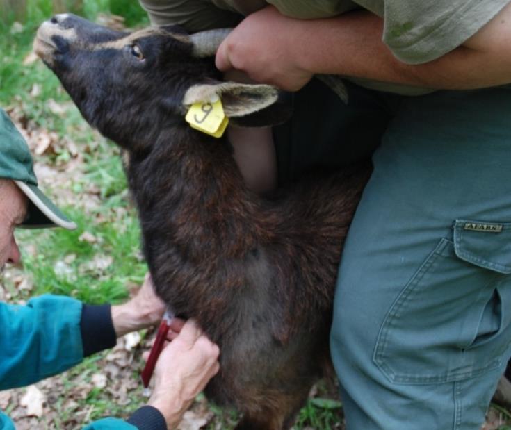 v Hradci Králové, Katedra farmakologie a toxikologie), MVDr. Dušanem Usvaldem (Veterinární ordinace, Mělník) a zaměstnanci LS Česká Lípa (zejména L. Masopust, DiS.). Prvotně byl odchycený kus označen barevnou identifikační ušní značkou s přiděleným pořadovým číslem.