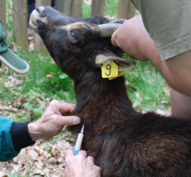 Pro veterinární vyšetření byl dále odebírán vzorek rektálního trusu do odběrové jednorázové rukavice s identifikačním číslem daného jedince za účelem následných koprologických rozborů.