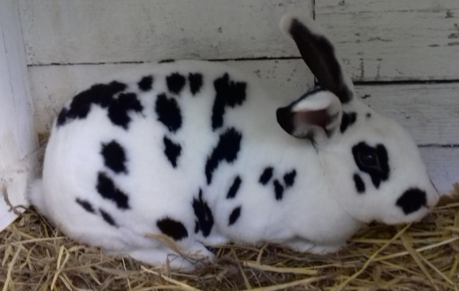 Počty králíků ve Svítkově se v posledních době každoročně snižují.