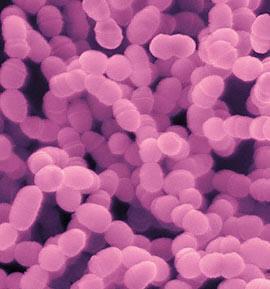 Streptococcus mutans je dnes považován za hlavního iniciátora zubního kazu a také za primárního tvůrce plaku. Má schopnost na povrchu zubu tvořit kolonie bez přítomnosti jiných mikroorganismů.