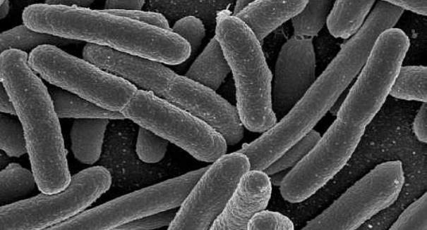 Laktobacily můžeme rozdělit do dvou skupin 1. hemofermantativní - vytvářejí z glukózy v konečném metabolickém sledu kyselinu mléčnou (Lactobacillus acidophilus), 2.