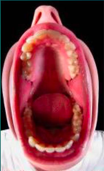 vestibulum oris et