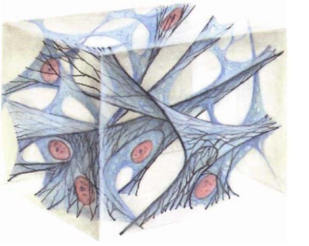 fibroblasty a fibrocyty tukové