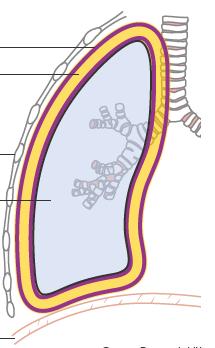 tato vrstvička u embrya = pleura o somatopleura o splanchnopleura pleura v