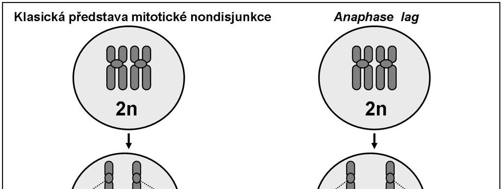 Anaphase lag může být též součásti jevu, který je označován trisomy rescue, jedná se o opravný mechanismus, který má následně opravit nejčastěji trizomickou zygotu tak, že dojde ke ztrátě jednoho z