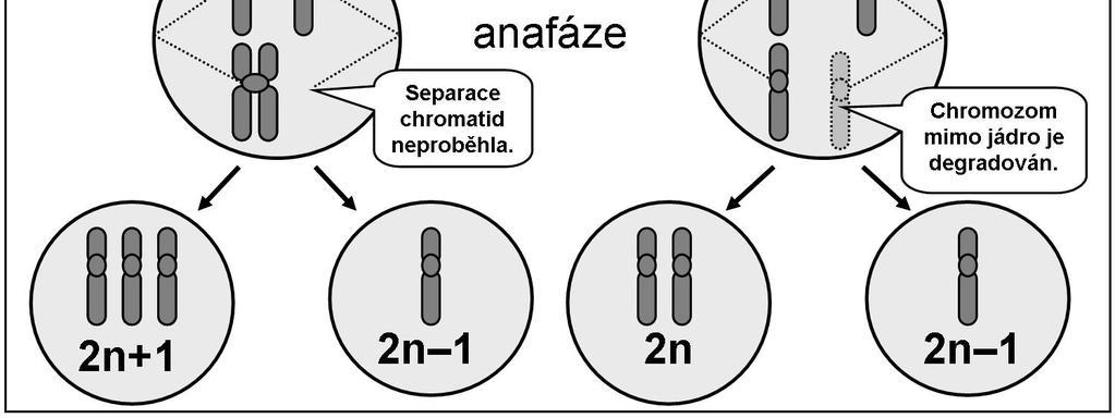 Schéma popisující nondisjunkci a anaphase lag [53] 2.2.2 Příklady gonozomových mozaik Mozaikové karyotypy se vyskytují jak u autozomů, tak i gonozomu.