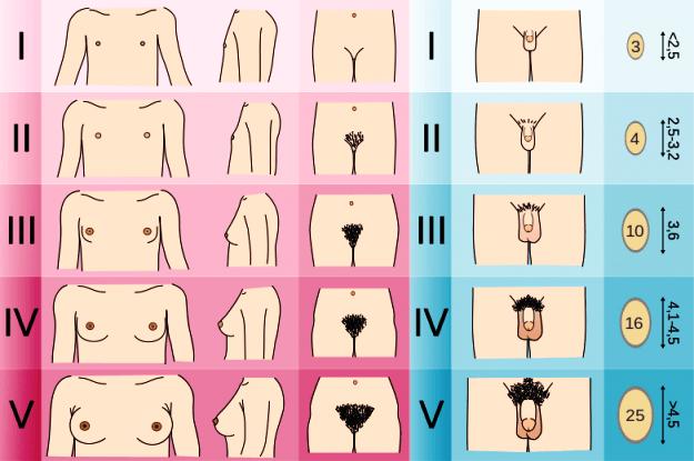 Definice medicinská Sensu stricto je za dítě možno považovat toliko jedince, který ještě nedisponuje druhotnými sexuálními znaky.