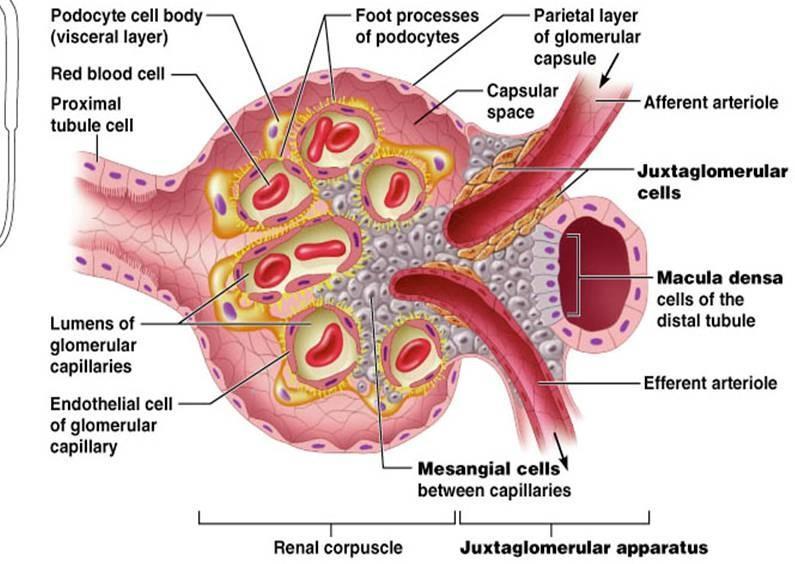 Buňky macula densa monitorují koncentraci NaCl v tekutině přitékající do distálního tubulu, informaci předávají