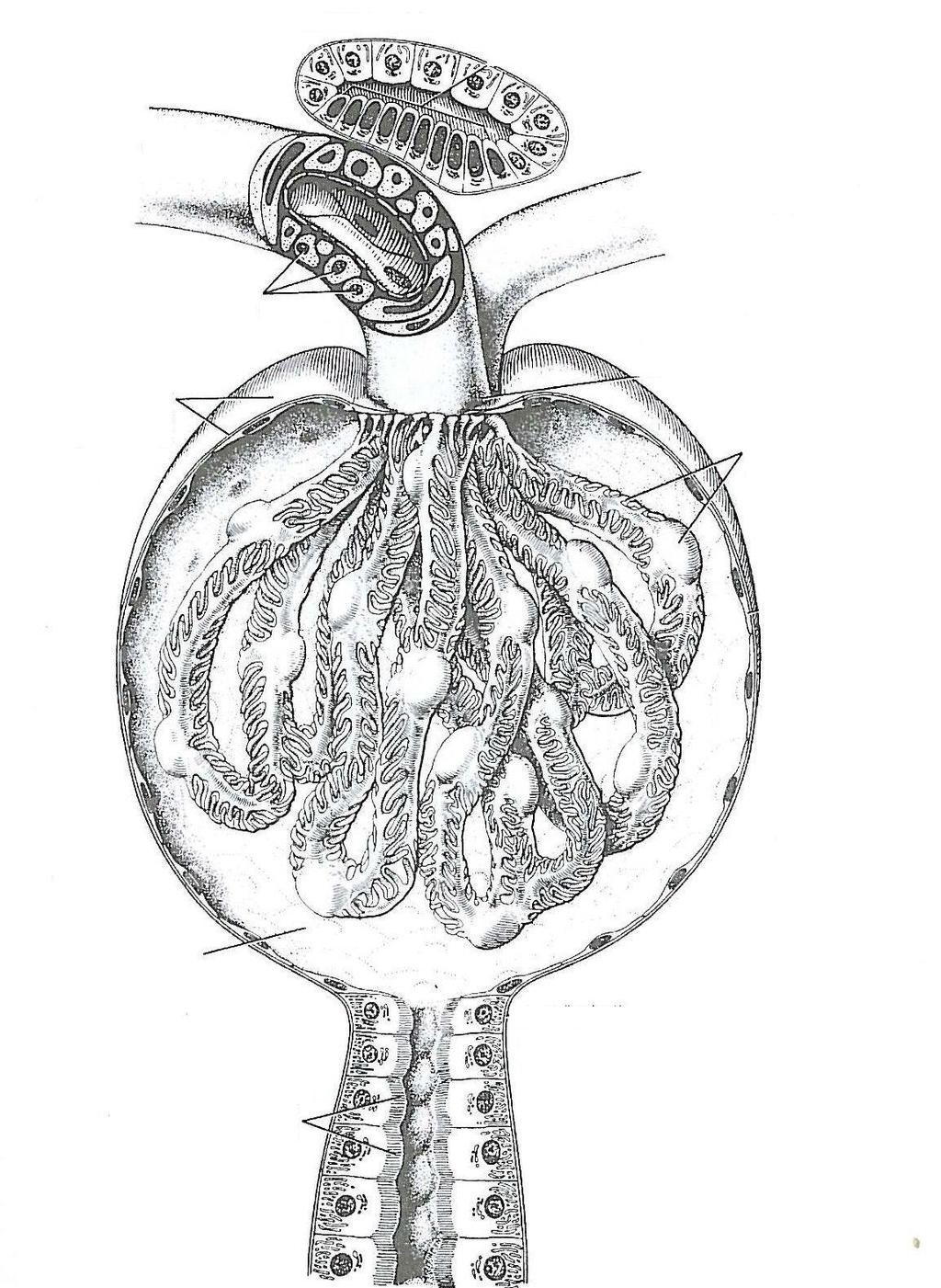 aferentní arterie