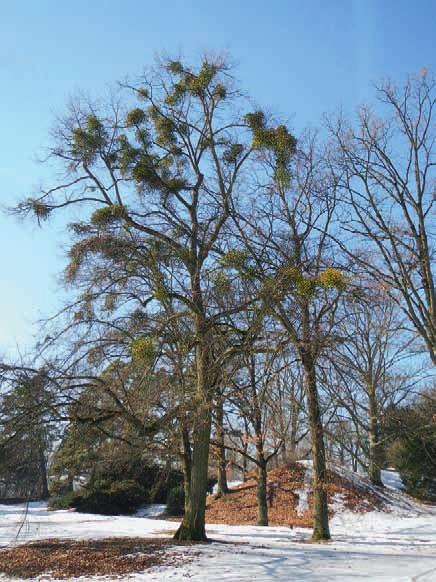 Tab. 2. Přehled taxonů napadených jmelím v zámeckém parku Čechy pod Kosířem. Tab. 2. Overview of taxa infested by mistletoe in the chateau park Čechy pod Kosířem.
