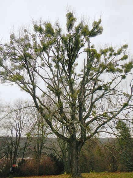 5 stupeň napadení 1 2 3 4 5 počet kusů 11 4 9 6 2 1 počet kusů 4 1 Acer pseudoplatanus 25 ks Salix alba 1 ks stupeň napadení 1 2 3 4 5 stupeň napadení 1 2 3 4 5 počet kusů 6 9 3 7 počet kusů 1 Salix