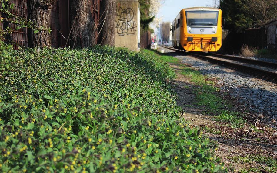 Příčinu v absenci dat lze spatřovat v laxním přístupu botaniků k evidenci nálezů. Níže jsou sumarizovány nálezy z intravilánu Olomouce, které autoři za poslední roky shromáždili. 21a.