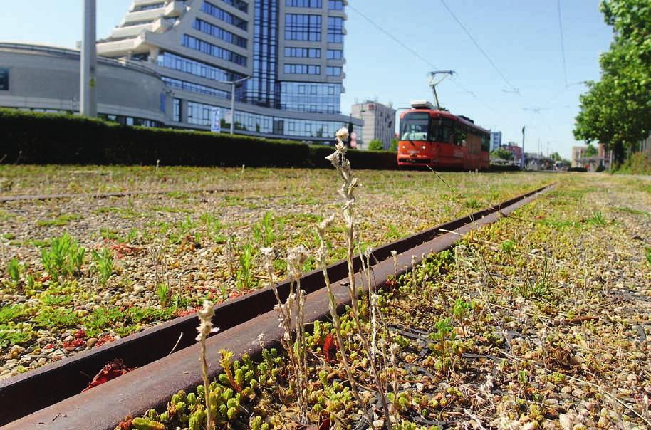 Stejným způsobem se druh patrně dostal také na ulici Wittgensteinovu a Sladkovského. Naopak na ulici Velkomoravskou a Hraniční byl bělolist evidentně zavlečen tramvajovou dopravou.