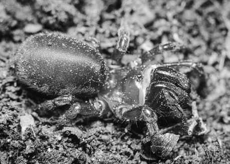 druh / species Zátrže Kačení louka Třesín Plané loučky Kenický Kosířské lomy Malý Kosíř Doubrava ČS druh / species Zátrže Kačení louka Třesín Plané loučky Kenický Kosířské lomy Malý Kosíř Doubrava ČS