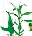 Voskovka (Hoya carnosa) Za jediný rok může narůst až o 50 cm, obvykle se vyvazuje na rámec. Květy se objevují v létě. Výrazně, ale příjemně voní.
