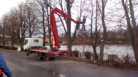 komunikací kolem obrubníku apod. Níže probíhá prořezávání vzrostlých lip v ulici Holečkova u rybníka Pustý.