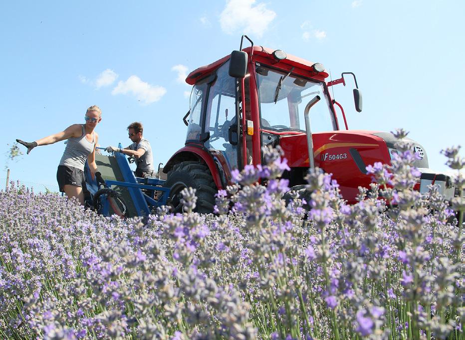 Farma funguje v duchu úcty ke krajině, tradicím, sounáležitosti s přírodou a regionem. Pan Stanislav Bíza, mladý farmář stojící za zrodem levandulové farmy, si na nás udělal čas.