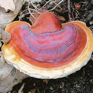 ZDRAVÍ SPECIÁLNÍ TÉMA TÝDENÍKU 5plus2 Reishi jako elixír nesmrtelnosti V boji proti nejrůznějším nemocem nepomáhají jen bylinky. Síla přírody je i někde, kde bychom ji možná ani nečekali v houbách.