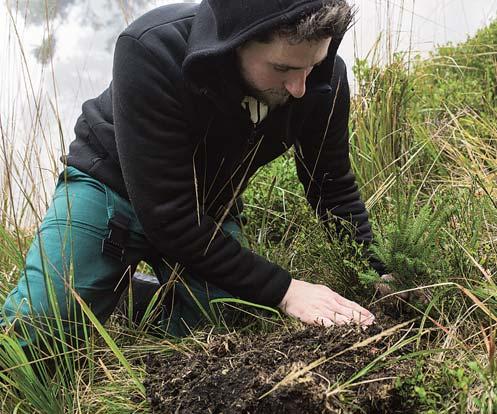 V rámci projektu Holba Jeseníkům dochází každoročně již od roku 2005 k významnému podílu na obnově lesních oblastí, ve kterých je tomu v důsledku překotné těžby, silného větru nebo napadení kůrovcem