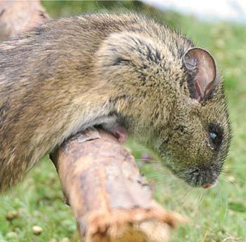 Biologická rozmanitost na Zemi je stále nedostatečně známá, což platí především pro tropické oblasti.