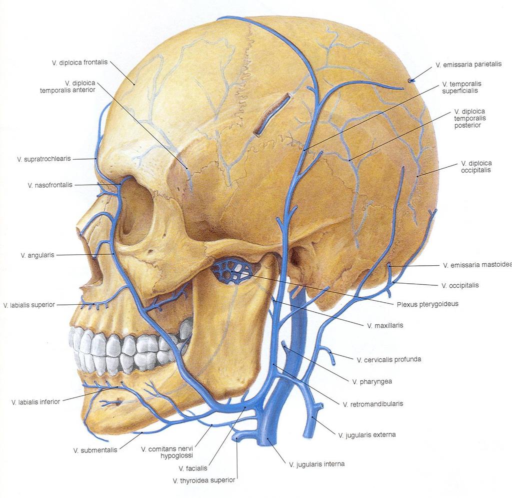 V. TEMPORALIS SPF. VV. DIPLOICAE V. ANGULARIS PLEXUS PTERYGOIDEUS V.