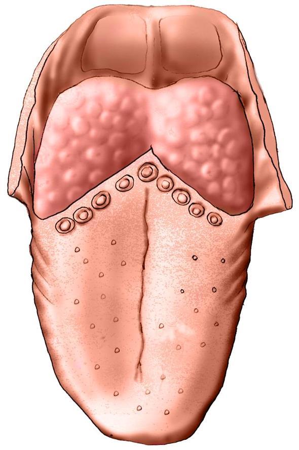 JAZYK EPIGLOTTIS PLICA GLOSSOEPIGLOTTICA MEDIANA VALLECULA EPIGLOTTICA PLICA GLOSSOEPIGLOTTICA LATERALIS RADIX LINGUAE (FOLICULLI LINGUALES) CORPUS