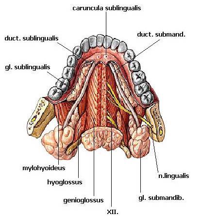 parotideus - ústí do vestibulum oris