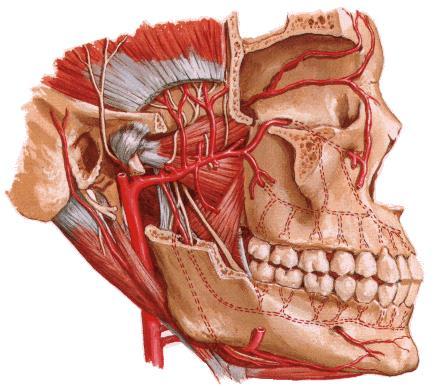 aa.alveolares sup.post.,ant. N.