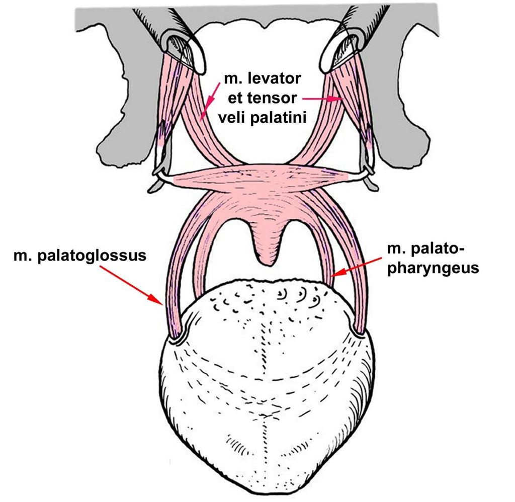 PATRO