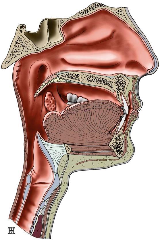 DUTINA ÚSTNÍ, JAZYK, PATRO, TONSILY, PHARYNX, LARYNX TONSILLA PHARYNGEA MĚKKÉ PATRO + UVULA PALATINA ARCUS PALATOGLOSSUS TONSILLA PALTINA ARCUS PALATOPHARYNGEUS HORNÍ, STŘEDNÍ A DOLNÍ SKOŘEPA