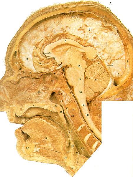 PHARYNX FM C2 C3 C4 CHOANAE - PARS NASALIS ISTHMUS