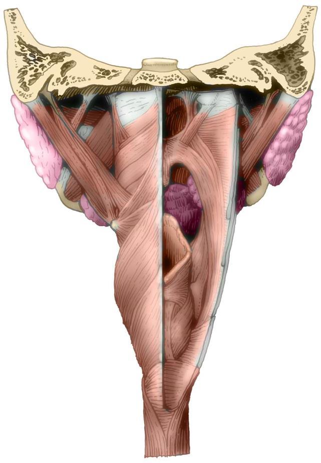 SVALY PHARYNGU - ZEZADU 1. KONSTRIKTORY 2. LEVÁTORY M. DIGASTRICUS M. STYLOHYOIDEUS M. STYLOPHARYNGEUS M.