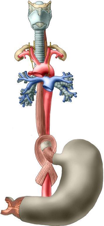 JÍCEN (OESOPHAGUS) trubice asi 25 cm dlouhá ve výši C6 navazuje na hltan ve výši Th11 - vstup do